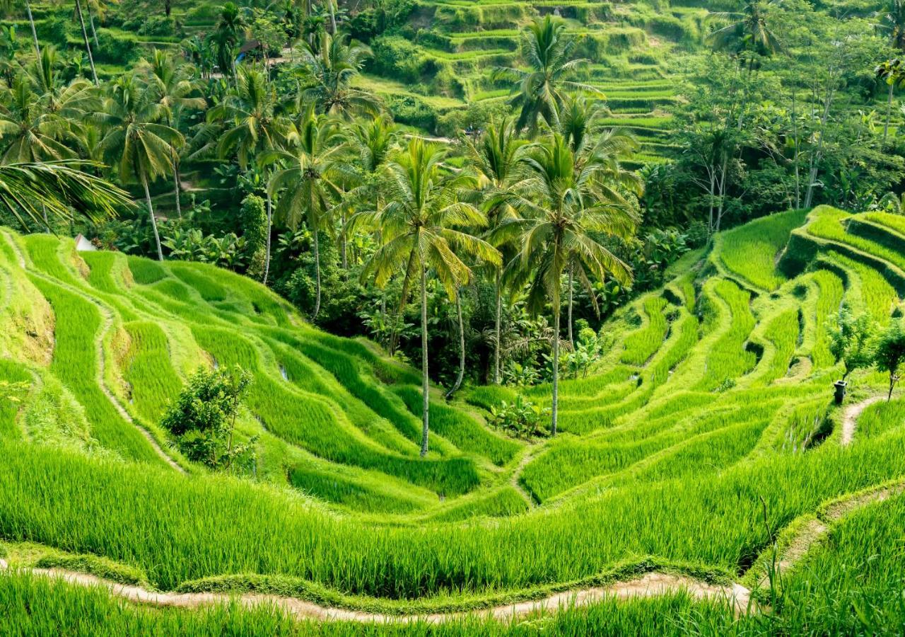 Bedulu Capung Asri Eco Luxury Resort With Private Pool Villas المظهر الخارجي الصورة